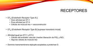 RECEPTORES
• ETA (Endothelin Receptor Type A) [
• Gran afinidad por ET-1
• Poca afinidad por ET-3
• Células de músculo liso = vasoconstricción
• ETB (Endothelin Receptor Type B) [supresor transitorio inicial]
• Afinidad igual por ET-1 y ET-3
• Células del endotelio vascular (median liberación de PGI2 y NO)
• Algunas células de músculo liso
• Dominio transmembrana séptuple acoplados a proteínas G
 