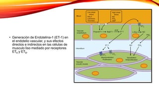 • Generación de Endotelina-1 (ET-1) en
el endotelio vascular, y sus efectos
directos e indirectos en las células de
musculo liso mediado por receptores
ETA y ETB.
 
