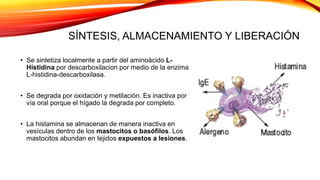 SÍNTESIS, ALMACENAMIENTO Y LIBERACIÓN
• Se sintetiza localmente a partir del aminoácido L-
Histidina por descarboxilacion por medio de la enzima
L-histidina-descarboxilasa.
• Se degrada por oxidación y metilación. Es inactiva por
vía oral porque el hígado la degrada por completo.
• La histamina se almacenan de manera inactiva en
vesículas dentro de los mastocitos o basófilos. Los
mastocitos abundan en tejidos expuestos a lesiones.
 