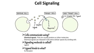 Cells communicate using?
Chemical signals. That are usually proteins or other molecules.
Chemical signals are released in the extra-cellular spaces by sending cells
Cell Signaling
Signaling molecule is called?
Ligand
Ligand binds to what?
Its Receptor
 