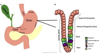 Autacoids Functions Autacoids.pptx They have also been called’ local hormones’. However ...