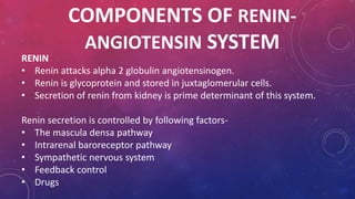 COMPONENTS OF RENIN-ANGIOTENSIN 
SYSTEM 
RENIN 
• Renin attacks alpha 2 globulin angiotensinogen. 
• Renin is glycoprotein and stored in juxtaglomerular cells. 
• Secretion of renin from kidney is prime determinant of this system. 
Renin secretion is controlled by following factors- 
• The mascula densa pathway 
• Intrarenal baroreceptor pathway 
• Sympathetic nervous system 
• Feedback control 
• Drugs 
 