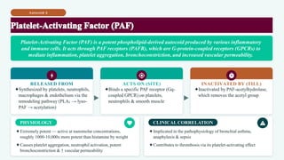 Autocoid 6
RELEASED FROM
✦Synthesized by platelets, neutrophils,
macrophages & endothelium via the
remodeling pathway (PLA₂ → lyso-
PAF → acetylation)
ACTS ON (SITE)
✦Binds a specific PAF receptor (Gq-
coupled GPCR) on platelets,
neutrophils & smooth muscle
INACTIVATED BY (TILL)
✦Inactivated by PAF-acetylhydrolase,
which removes the acetyl group
PHYSIOLOGY
✦Extremely potent — active at nanomolar concentrations,
roughly 1000-10,000x more potent than histamine by weight
✦Causes platelet aggregation, neutrophil activation, potent
bronchoconstriction & ↑ vascular permeability
CLINICAL CORRELATION
✦Implicated in the pathophysiology of bronchial asthma,
anaphylaxis & sepsis
✦Contributes to thrombosis via its platelet-activating effect
Platelet-Activating Factor (PAF) is a potent phospholipid-derived autocoid produced by various inflammatory
and immune cells. It acts through PAF receptors (PAFR), which are G-protein-coupled receptors (GPCRs) to
mediate inflammation, platelet aggregation, bronchoconstriction, and increased vascular permeability.
 