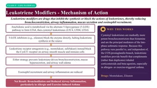 CLASS 5 · LOX PATHWAY
Leukotriene Modifiers - Mechanism of Action
Leukotriene modifiers are drugs that inhibit the synthesis or block the actions of leukotrienes, thereby reducing
bronchoconstriction, airway inflammation, mucus secretion and eosinophil recruitment.
WHY THIS WORKS
Cysteinyl leukotrienes are markedly more
potent bronchoconstrictors than histamine
and are the principal mediators of the late-
phase asthmatic response. Because this
pathway runs parallel to, and independent of,
the COX/prostaglandin branch, leukotriene
modifiers provide benefit that complements
(rather than duplicates) inhaled
corticosteroids and beta-agonists, especially
in allergen- or exercise-triggered asthma.
Drugs: Montelukast, Zileuton
Arachidonic acid is metabolized via the alternate 5-lipoxygenase (5-LOX)
pathway to form LTA4, then cysteinyl leukotrienes (LTC4, LTD4, LTE4)
5-LOX inhibitors (e.g., zileuton) block the enzyme directly, halting leukotriene
synthesis at the source
Leukotriene receptor antagonists (e.g., montelukast, zafirlukast) instead block
the CysLT1 receptor on airway smooth muscle and immune cells
Either strategy prevents leukotriene-driven bronchoconstriction, mucus
hypersecretion, and airway wall edema
Eosinophil recruitment and airway inflammation are reduced
Net Result: Bronchodilation and Reduced Airway Inflammation,
particularly in Allergic and Exercise-induced Asthma
 