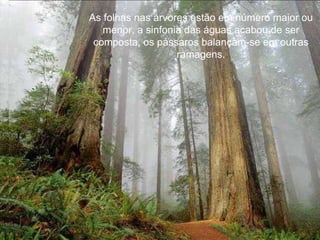 As folhas nas árvores estão em número maior ou menor, a sinfonia das águas acabou de ser composta, os pássaros balançam-se em outras ramagens. 