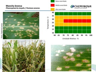Mancha branca
Phaeosphaeria maydis / Pantoea ananas
Foto:FabrícioLanza
Temperatura-C◦
35
30
25
20
15
10
60 65 70 75 80 85 90 95 100
Umidade Relativa - %
Baixa severidade
Média severidade
Alta severidade
40
35
30
25
20
15
10
60 65 70 75 80 85 90 95 100
 