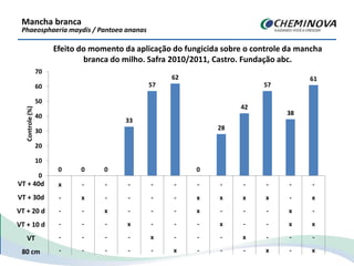 Efeito do momento da aplicação do fungicida sobre o controle da mancha
branca do milho. Safra 2010/2011, Castro. Fundação abc.
Mancha branca
Phaeosphaeria maydis / Pantoea ananas
0 0 0
33
57
62
0
28
42
57
38
61
0
10
20
30
40
50
60
70
x - - - - - - - - - - -
- x - - - - x x x x - x
- - x - - - x - - - x -
- - - x - - - x - - x x
- - - - x - - - x - - -
- - - - - x - - - x - x
Controle(%)
VT + 40d
VT + 30d
VT + 20 d
VT + 10 d
VT
80 cm
 
