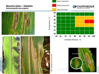 Mancha foliar – Diplódia
Stenocarpella macrospora
Foto:RodrigoVérasdaCosta
Foto:LucianoVianaCota
Temperatura-C◦
35
30
25
20
15
10
60 65 70 75 80 85 90 95 100
Umidade Relativa - %
Baixa severidade
Média severidade
Alta severidade
40
35
30
25
20
15
10
60 65 70 75 80 85 90 95 100
 