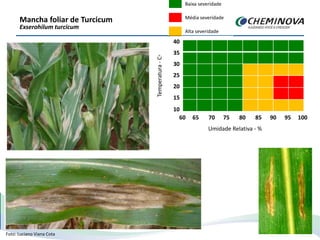 Mancha foliar de Turcicum
Exserohilum turcicum
Foto: Luciano Viana Cota
Temperatura-C◦
35
30
25
20
15
10
60 65 70 75 80 85 90 95 100
Umidade Relativa - %
Baixa severidade
Média severidade
Alta severidade
40
35
30
25
20
15
10
60 65 70 75 80 85 90 95 100
 