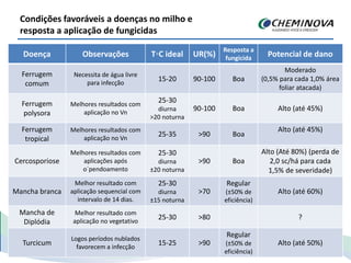 Doença Observações T◦C ideal UR(%)
Resposta a
fungicida
Potencial de dano
Ferrugem
comum
Necessita de água livre
para infecção
15-20 90-100 Boa
Moderado
(0,5% para cada 1,0% área
foliar atacada)
Ferrugem
polysora
Melhores resultados com
aplicação no Vn
25-30
diurna
>20 noturna
90-100 Boa Alto (até 45%)
Ferrugem
tropical
Melhores resultados com
aplicação no Vn
25-35 >90 Boa
Alto (até 45%)
Cercosporiose
Melhores resultados com
aplicações após
o´pendoamento
25-30
diurna
±20 noturna
>90 Boa
Alto (Até 80%) (perda de
2,0 sc/há para cada
1,5% de severidade)
Mancha branca
Melhor resultado com
aplicação sequencial com
intervalo de 14 dias.
25-30
diurna
±15 noturna
>70
Regular
(±50% de
eficiência)
Alto (até 60%)
Mancha de
Diplódia
Melhor resultado com
aplicação no vegetativo
25-30 >80 ?
Turcicum
Logos períodos nublados
favorecem a infecção
15-25 >90
Regular
(±50% de
eficiência)
Alto (até 50%)
Condições favoráveis a doenças no milho e
resposta a aplicação de fungicidas
 