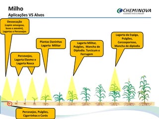 Milho
Aplicações VS Alvos
Dessecação
(capim amargoso,
buva e azevém),
Lagartas e Percevejos
Percevejos,
Lagarta elasmo e
Lagarta rosca
Percevejos,
Lagarta Elasmo e
Lagarta Rosca
Percevejos, Pulgões,
Cigarrinhas e Corós
Plantas Daninhas
Lagarta Militar
Lagarta Militar,
Pulgões, Mancha de
Diplodia. Turcicum e
Ferrugem
Lagarta da Espiga,
Pulgões,
Cercosporiose,
Mancha de diplodia
 