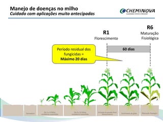 R1
Florescimento
R6
Maturação
Fisiológica
60 diasPeríodo residual dos
fungicidas =
Máximo 20 dias
Manejo de doenças no milho
Cuidado com aplicações muito antecipadas
 