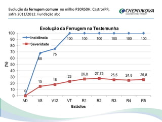 Evolução da ferrugem comum no milho P30R50H. Castro/PR,
safra 2011/2012. Fundação abc
1
68
75
100 100 100 100 100 100
0
15
18
23
26,8 27,75 25,5 24,8 25,8
0
10
20
30
40
50
60
70
80
90
100
V0 V8 V12 VT R1 R2 R3 R4 R5
(%)
Estádios
Evolução da Ferrugem na Testemunha
Incidência
Severidade
 