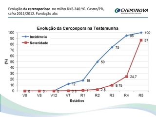 Evolução da cercosporiose no milho DKB 240 YG. Castro/PR,
safra 2011/2012. Fundação abc
 