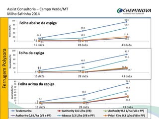 Assist Consultoria – Campo Verde/MT
Milho Safrinha 2014
8.4
40.7
82.7
0 0.5
14.7
3.4
8.9
57.1
1.9 1.8
21.8
0
20
40
60
80
100
15 da2a 28 da2a 43 da2a
Severidade(%)
Folha da espiga
14.3
49.8
94.3
0.1 0.5
16.1
0 0.6
14.76.8
14.9
64.7
2.5 2.9
21.9
0
20
40
60
80
100
15 da2a 28 da2a 43 da2a
Severiade(%)
Folha abaixo da espiga
5.3
30.5
73.2
0 0.3
23.8
2
4.9
45.8
1.3
26
0
10
20
30
40
50
60
70
80
15 da2a 28 da2a 43 da2a
Severidade(%)
Folha acima da espiga
Testemunha Authority 0,6 L/ha (V8) Authority 0,5 L/ha (V8 e PP)
Authority 0,6 L/ha (V8 e PP) Abacus 0,3 L/ha (V8 e PP) Priori Xtra 0,3 L/ha (V8 e PP)
FerrugemPolysora
 