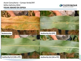 Assist Consultoria – Campo Verde/MT
Milho Safrinha 2014
FOLHA ABAIXO DA ESPIGA
 