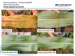 Assist Consultoria – Campo Verde/MT
Milho Safrinha 2014
FOLHA ABAIXO DA ESPIGA
 