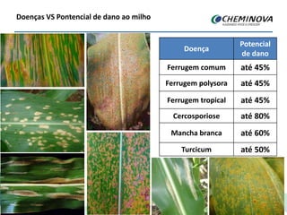 Doença
Potencial
de dano
Ferrugem comum até 45%
Ferrugem polysora até 45%
Ferrugem tropical até 45%
Cercosporiose até 80%
Mancha branca até 60%
Turcicum até 50%
Doenças VS Pontencial de dano ao milho
 