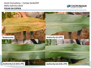 Assist Consultoria – Campo Verde/MT
Milho Safrinha 2014
FOLHA DA ESPIGA
 