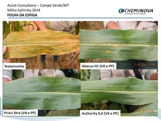Assist Consultoria – Campo Verde/MT
Milho Safrinha 2014
FOLHA DA ESPIGA
 