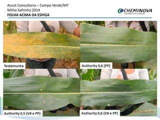 Assist Consultoria – Campo Verde/MT
Milho Safrinha 2014
FOLHA ACIMA DA ESPIGA
 