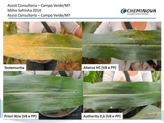 Assist Consultoria – Campo Verde/MT
Milho Safrinha 2014
Assist Consultoria – Campo Verde/MT
 