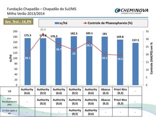 Fundação Chapadão – Chapadão do Sul/MS
Milho Verão 2013/2014
V8
Authority
(0,6)
Authority
(0,5)
Authority
(0,6)
Authority
(0,5)
Authority
(0,6)
Abacus
(0,3)
Priori Xtra
(0,3)
-
Pré-
Pendoamento
(PP)
-
Authority
(0,5)
Authority
(0,6)
Authority
(0,5)
Authority
(0,6)
Abacus
(0,3)
Priori Xtra
(0,3)
-
15 dias após o
PP
- - -
Authority
(0,5)
Authority
(0,6)
- - -
175.3 174.8 176.3
182.3 183.1 181
169.8
157.5
20.1
33.3
26.7
23
28.3
20.1 19.5
0
5
10
15
20
25
30
35
0
20
40
60
80
100
120
140
160
180
200
1 2 3 4 5 6 7 8
Controle(AACPD)em%
sc/há
sc/há Controle de Phaeosphareia (%)Sev. Test.: 16,9%
 