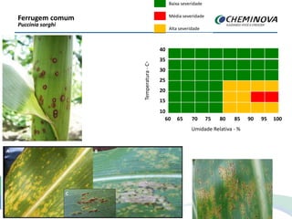 Ferrugem comum
Puccinia sorghi
Foto: Rodrigo Véras da Costa
Temperatura-C◦
35
30
25
20
15
10
60 65 70 75 80 85 90 95 100
Umidade Relativa - %
Baixa severidade
Média severidade
Alta severidade
40
35
30
25
20
15
10
60 65 70 75 80 85 90 95 100
 