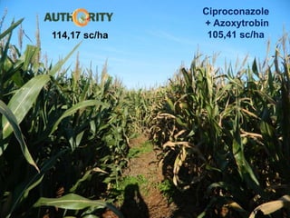 Material para uso interno Cheminova Brasil
Ciproconazole
+ Azoxytrobin
105,41 sc/ha114,17 sc/ha
 