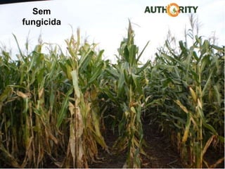 Material para uso interno Cheminova Brasil
Ciproconazole
+ Azoxytrobin
Sem
fungicida
 