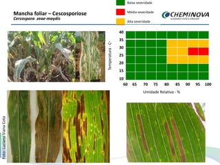 Mancha foliar – Cescosporiose
Cercospora zeae-maydis
Foto:LucianoVianaCota
Temperatura-C◦
35
30
25
20
15
10
60 65 70 75 80 85 90 95 100
Umidade Relativa - %
Baixa severidade
Média severidade
Alta severidade
40
35
30
25
20
15
10
60 65 70 75 80 85 90 95 100
 