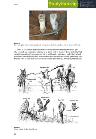 Owls
14
Figure 2.
Species of owls. Credits: Chuck Fergus.
Some of the known and well-studied species of owls are the barn owls (Tyto
alba), which are sometimes referred to as ghost owls or monkey-faced owls [2], Ural
owls (Strix uralensis), spotted owls (Strix occidentalis) and tawny owls (Strix aluco).
Barn owls are easily identified by a white or tan underside with black spottiness. The
females tend to be darker than the males which are whiter [2]. However, the females
Figure 1.
Barn owl: lighter colour male (right), female with spottiness (left). Credits: Jason Martin (Source: WEC [2]).
 
