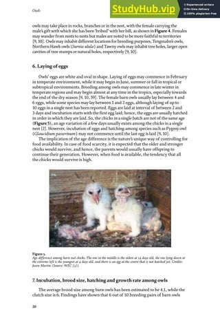 Owls
20
owls may take place in rocks, branches or in the nest, with the female carrying the
male’s gift with which she has been‘bribed’ with her bill, as shown in Figure4. Females
may wander from nests to nests but males are noted to be more faithful to territories
[9, 10]. Owls may inhabit different locations for breeding purposes, Tengmalm’s owls,
Northern Hawk owls (Surnia ulula) and Tawny owls may inhabit tree holes, larger open
cavities of tree stumps or natural holes, respectively [9, 10].
6. Laying of eggs
Owls’ eggs are white and oval in shape. Laying of eggs may commence in February
in temperate environment, while it may begin in June, summer or fall in tropical or
subtropical environments. Breeding among owls may commence in late winter in
temperate regions and may begin almost at any time in the tropics, especially towards
the end of the dry season [9, 10, 59]. The female barn owls usually lay between 4 and
6 eggs, while some species may lay between 1 and 2 eggs, although laying of up to
10 eggs in a single nest has been reported. Eggs are laid at interval of between 2 and
3 days and incubation starts with the first egg laid; hence, the eggs are usually hatched
in order in which they are laid. So, the chicks in a single batch are not of the same age
(Figure 5), an age variation of a few days usually exists among the chicks in a single
nest [2]. However, incubation of eggs and hatching among species such as Pygmy owl
(Glaucidium passerinum) may not commence until the last egg is laid [9, 10].
The implication of the age difference is the nature’s unique way of controlling for
food availability. In case of food scarcity, it is expected that the older and stronger
chicks would survive, and hence, the parents would usually have offspring to
continue their generation. However, when food is available, the tendency that all
the chicks would survive is high.
7. Incubation, brood size, hatching and growth rate among owls
The average brood size among barn owls has been estimated to be 4.1, while the
clutch size is 6. Findings have shown that 6 out of 10 breeding pairs of barn owls
Figure 5.
Age difference among barn owl chicks. The one in the middle is the oldest at 14 days old, the one lying down at
the extreme left is the youngest at 4 days old, and there is an egg at the centre that is not hatched yet. Credits:
Jason Martin (Source: WEC [2]).
 