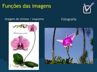 Funções das imagens Imagem de síntese / esquema Fotografia 