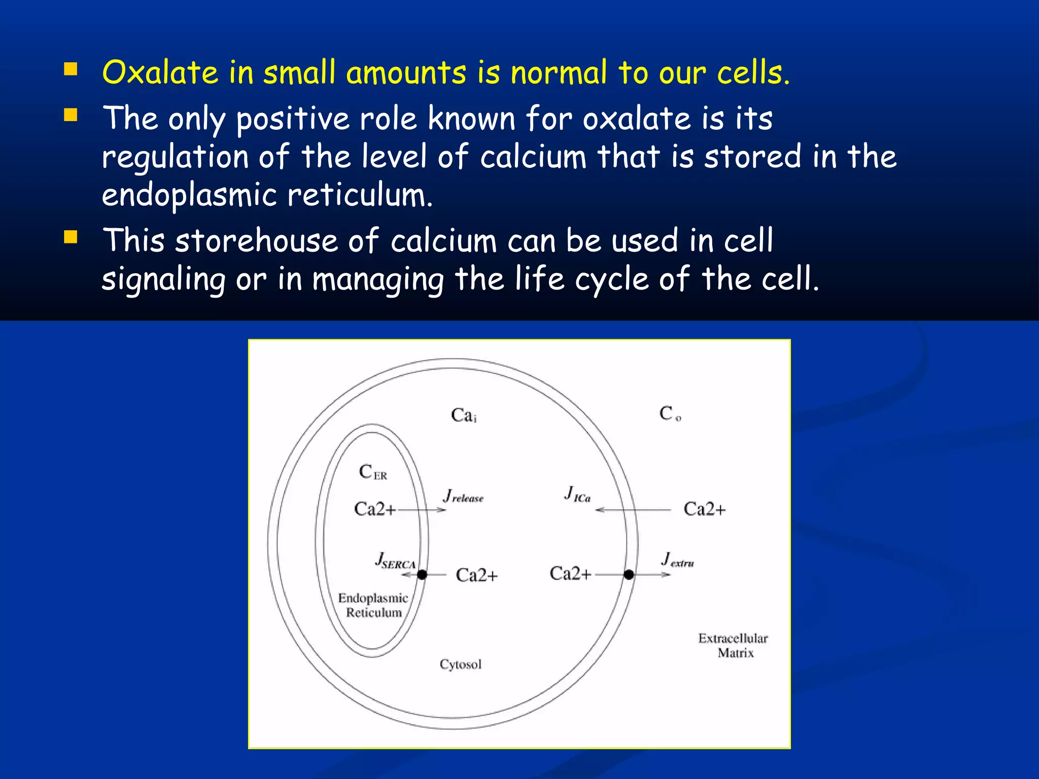  Oxalate in small amounts is normal to our cells.
 The only positive role known for oxalate is its
regulation of the level of calcium that is stored in the
endoplasmic reticulum.
 This storehouse of calcium can be used in cell
signaling or in managing the life cycle of the cell.
 