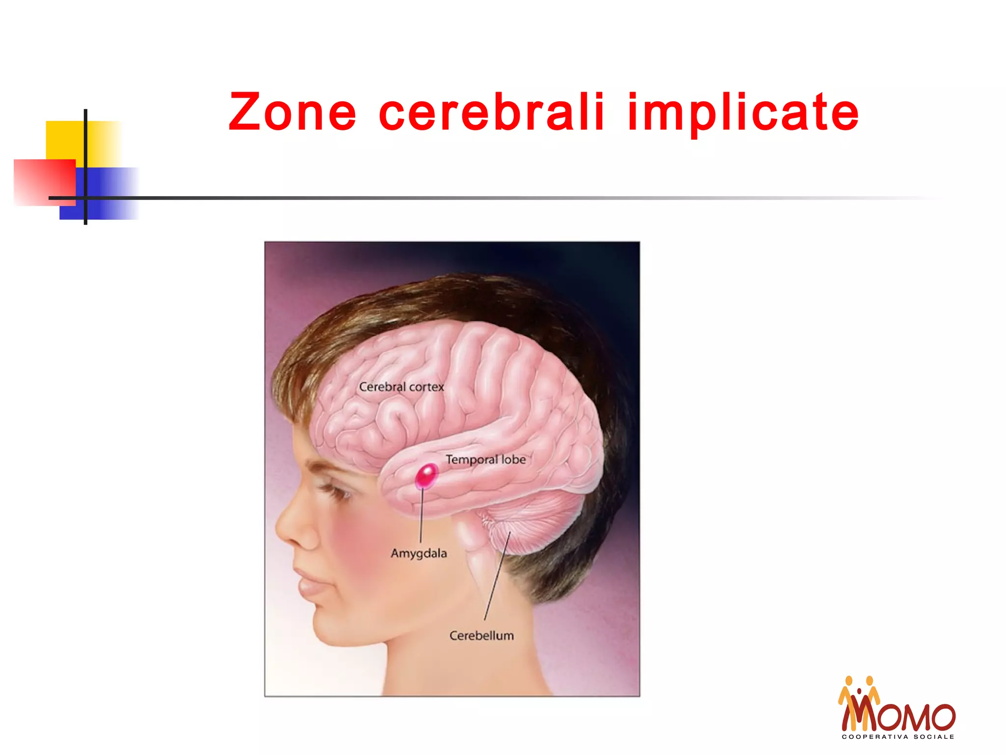 Zone cerebrali implicate
 
