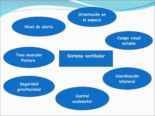 Sistema vestibular Orientación en el espacio Campo visual estable Nivel de alerta Seguridad gravitacional Control oculomotor Coordinación bilateral Tono muscular Postura  