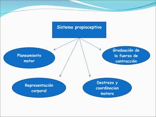 Sistema propioceptivo Destreza y coordinacion motora Graduación de la fuerza de contracción Representación corporal Planeamiento motor 