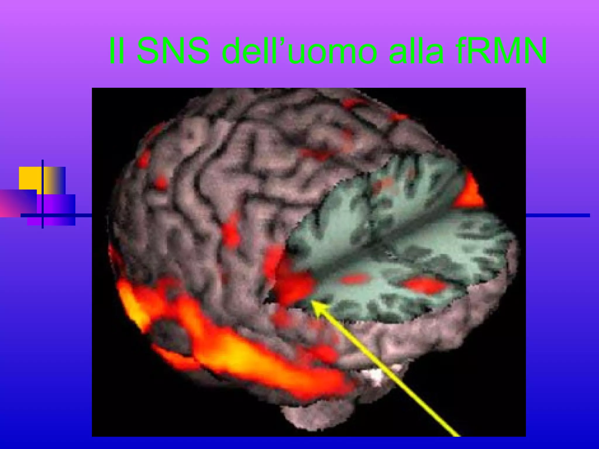 Il SNS dell’uomo alla fRMN

 