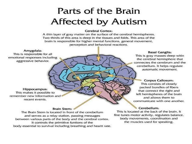 How does autism affect the body?