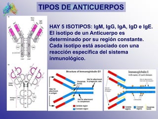 AUTOANTICUERPOS ppt AUTOANTICUERPOS ppt