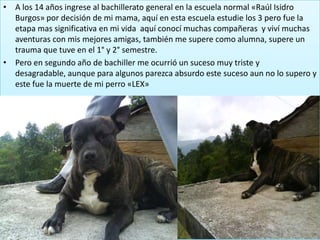 • A los 14 años ingrese al bachillerato general en la escuela normal «Raúl Isidro
  Burgos» por decisión de mi mama, aquí en esta escuela estudie los 3 pero fue la
  etapa mas significativa en mi vida aquí conocí muchas compañeras y viví muchas
  aventuras con mis mejores amigas, también me supere como alumna, supere un
  trauma que tuve en el 1° y 2° semestre.
• Pero en segundo año de bachiller me ocurrió un suceso muy triste y
  desagradable, aunque para algunos parezca absurdo este suceso aun no lo supero y
  este fue la muerte de mi perro «LEX»
 