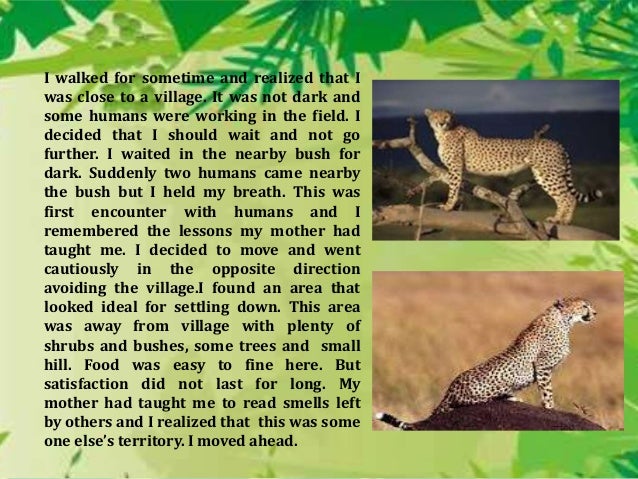 Cheetah short essay image