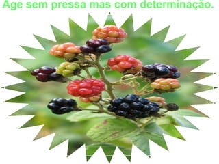 Age sem pressa mas com determinação.
 