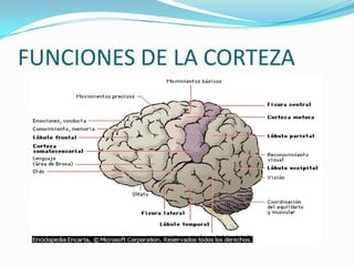 FUNCIONES DE LA CORTEZA
 