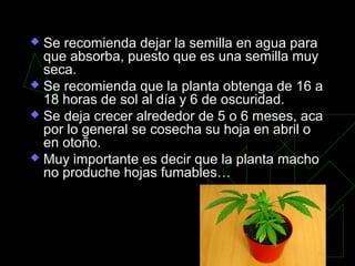  Se recomienda dejar la semilla en agua para
  que absorba, puesto que es una semilla muy
  seca.
 Se recomienda que la planta obtenga de 16 a
  18 horas de sol al día y 6 de oscuridad.
 Se deja crecer alrededor de 5 o 6 meses, aca
  por lo general se cosecha su hoja en abril o
  en otoño.
 Muy importante es decir que la planta macho
  no produche hojas fumables…
 