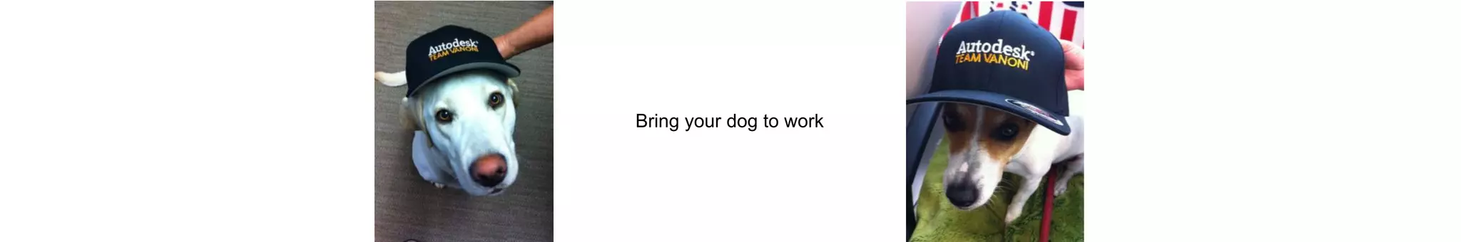 Bring your dog to work
 