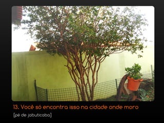 13. Você só encontra isso na cidade onde moro
[pé de jabuticaba]
 