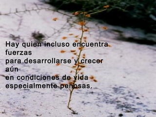 Hay quien incluso encuentra
fuerzas
para desarrollarse y crecer
aún
en condiciones de vida
especialmente penosas.
 