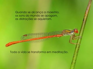 Toda a vida se transforma em meditação. Quando se alcança a maestria,  os sons do mundo se apagam,  as distrações se aquietam. 